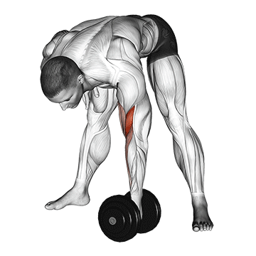 standing-concentration-curls.gif